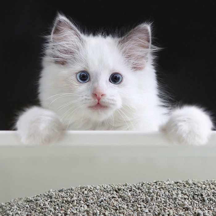 (1+1행사) 짱 벤토나이트 품질보증 먼지없는 고양이 배변모래 6.3kg